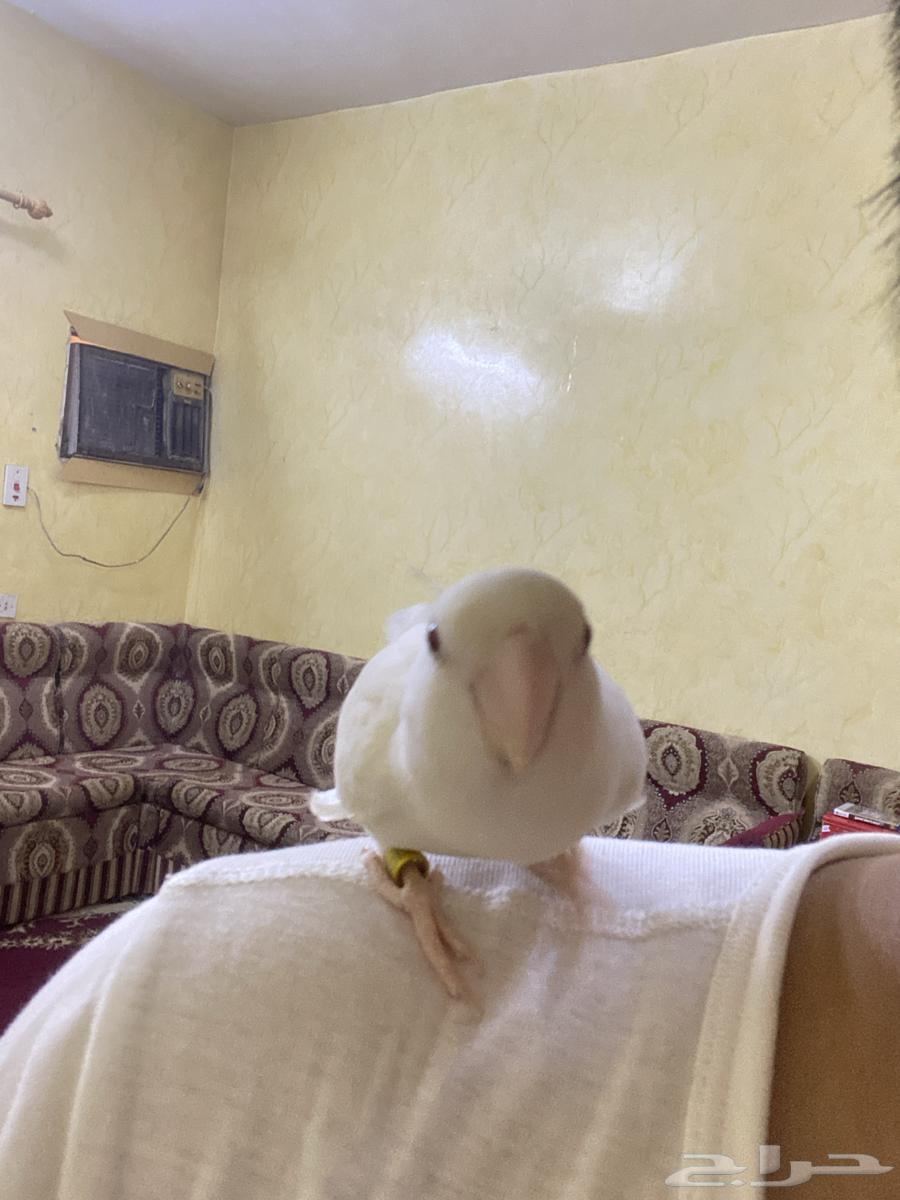 طير روز ابيض64368397555202112