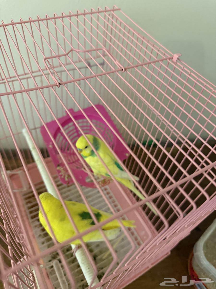 طيور زينه64367668890755110