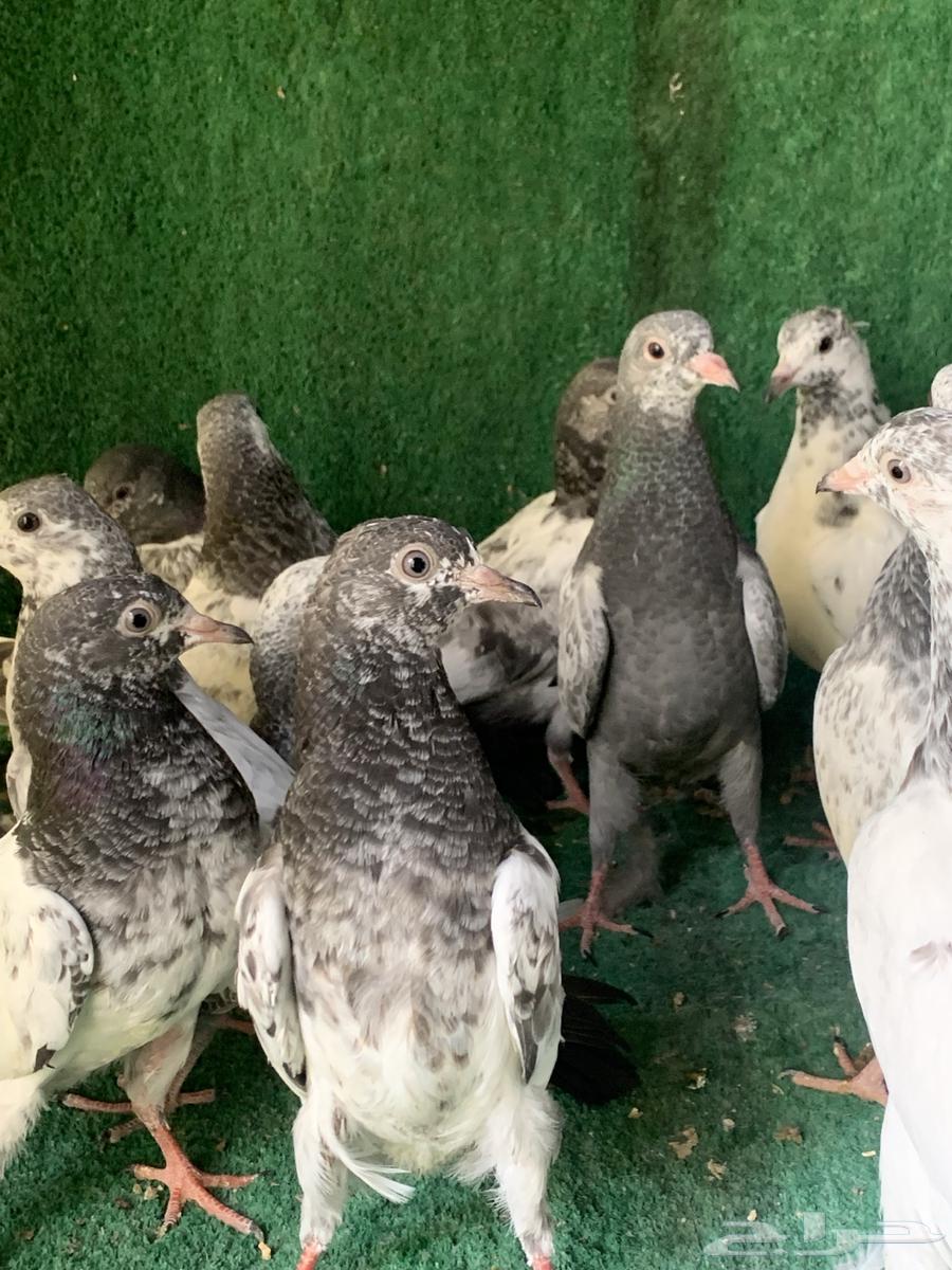 طبات حمام باكستاني طيار ( تم البيع )64374758838913112