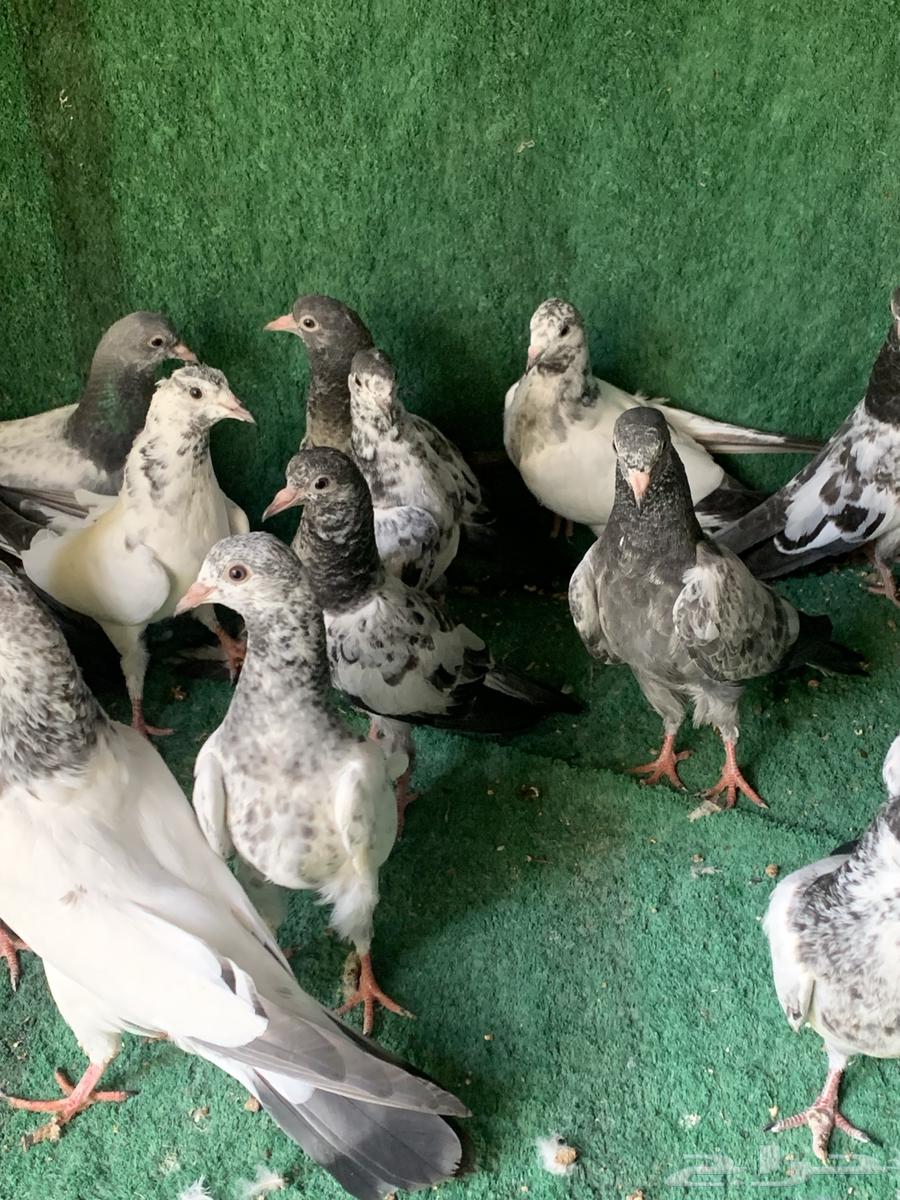 طبات حمام باكستاني طيار ( تم البيع )64374758838913113