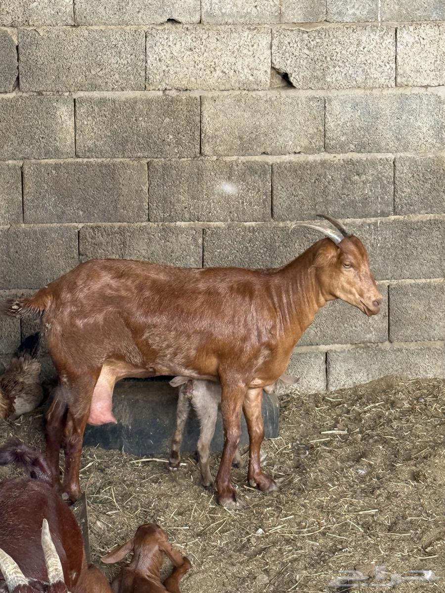 خبيش دفع للبيع64344822117122111