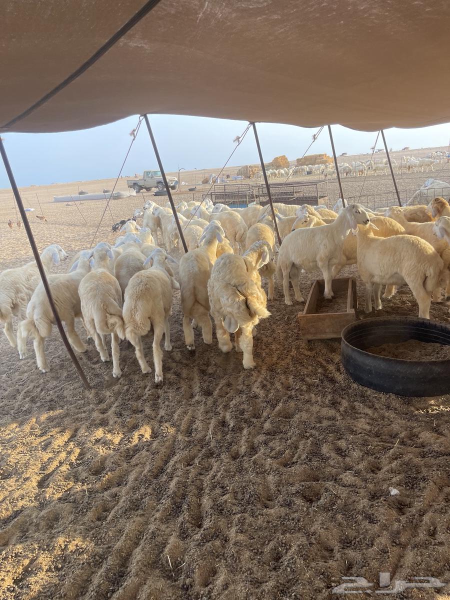 طليان للبيع بالجملة64375648330625113