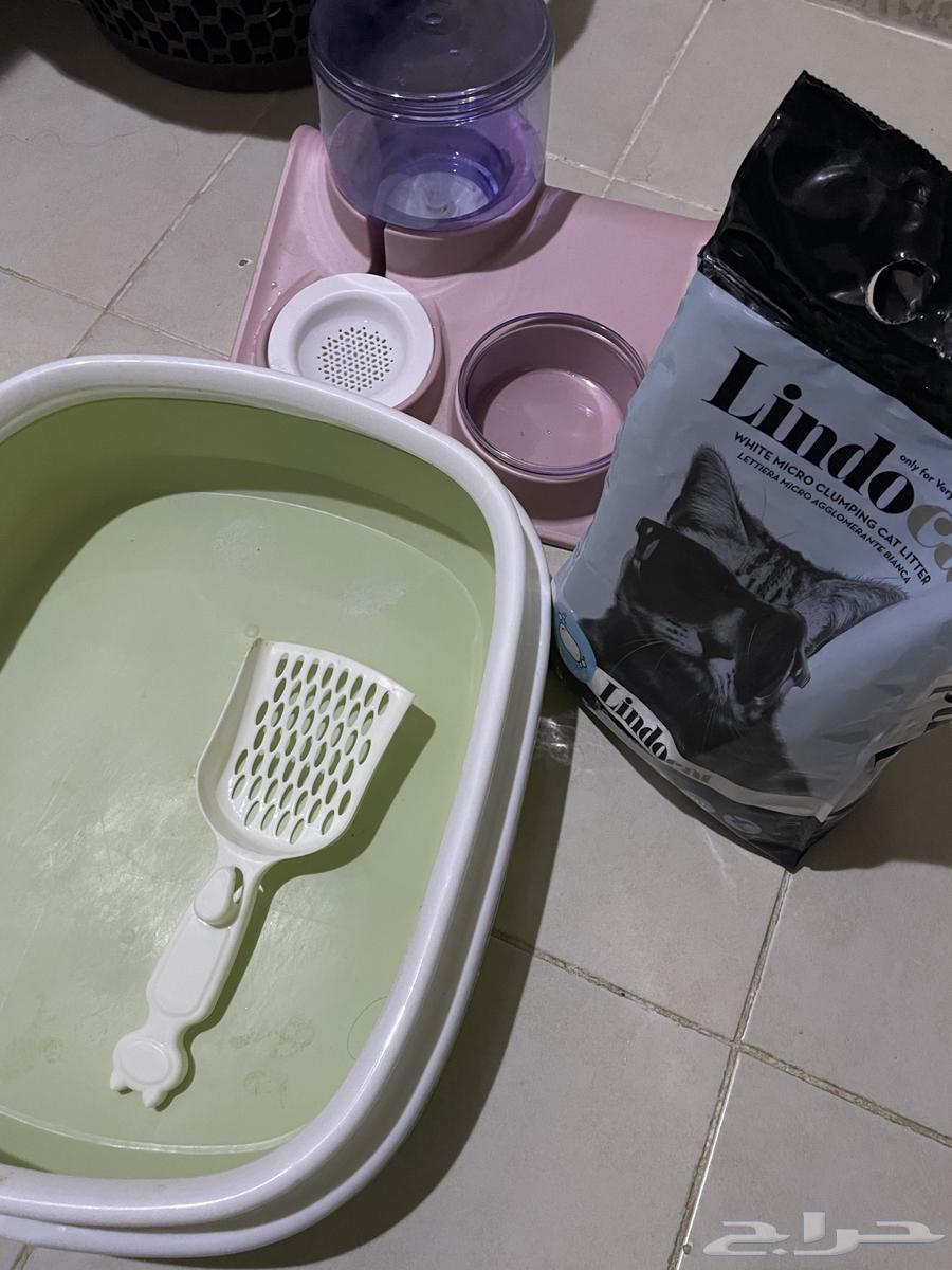 Cat items for single use only64375452818177110