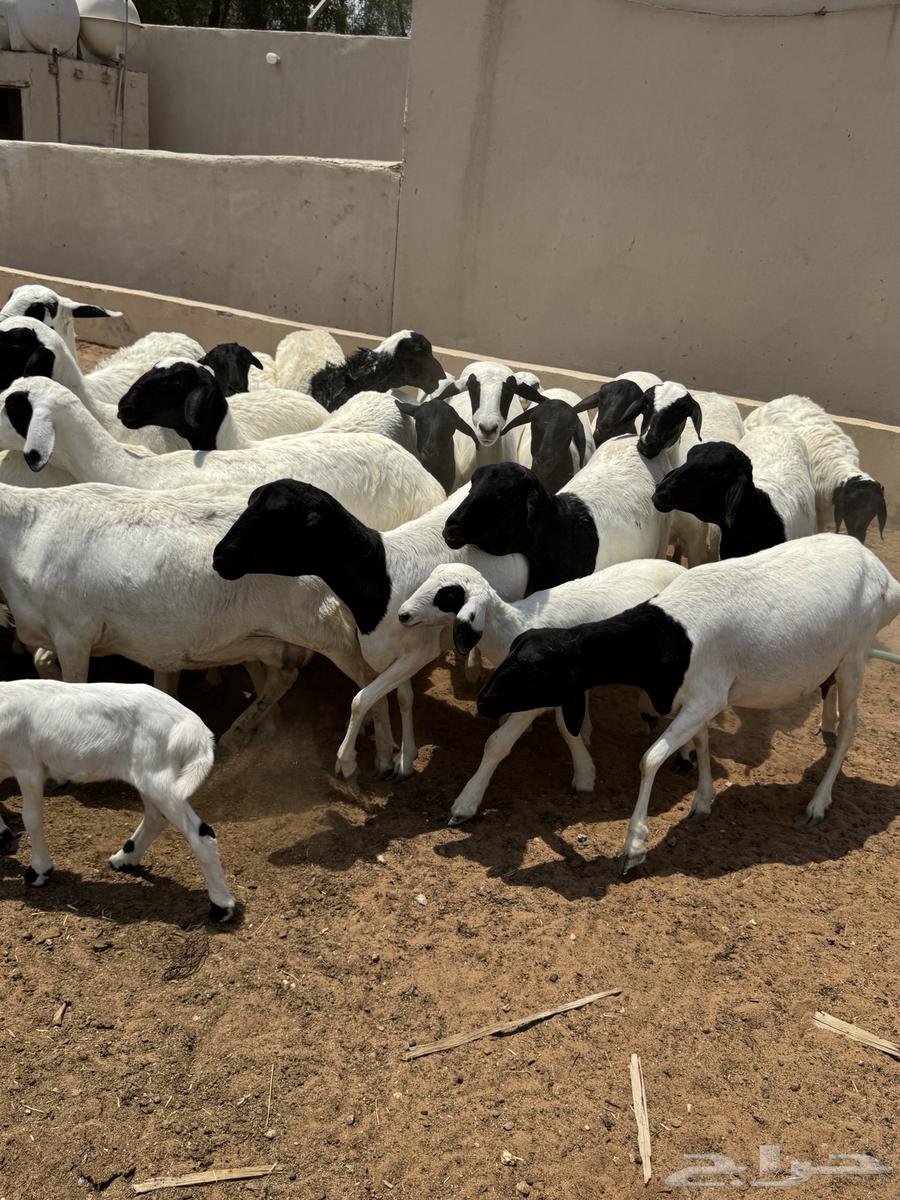 غنم برابر64370280202113110