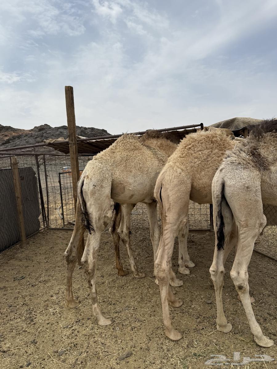 للبيع قعدان شقح الشحم فل طيبات وبريات64366351816065114