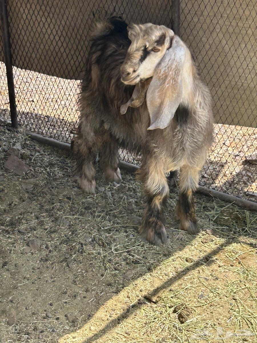 Tios Makhassi No. 8 individual and bulk sales available slaughter on site64366395266051110