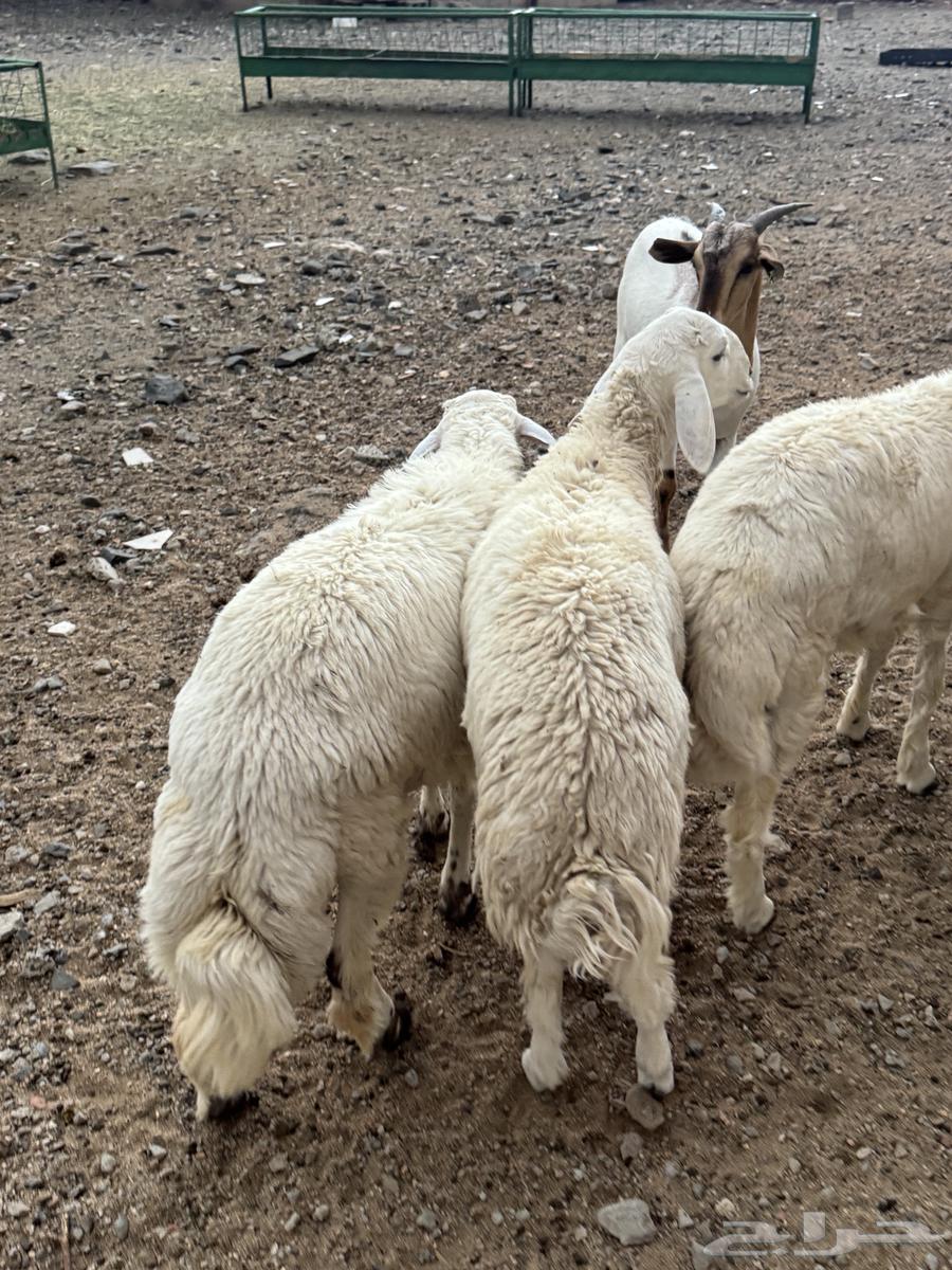 البيع طلين فل شحم64373004760193111