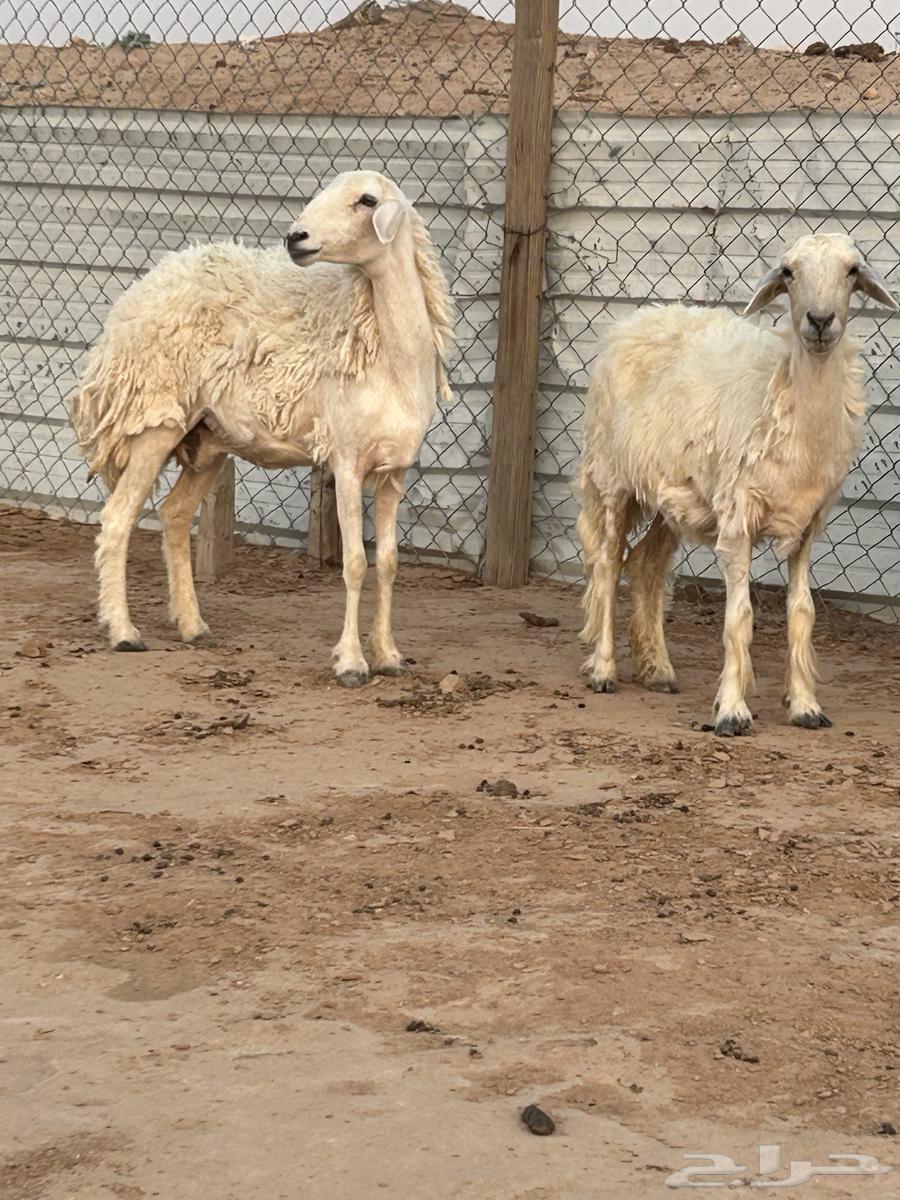 للبيع حيل حريات64373595456769111