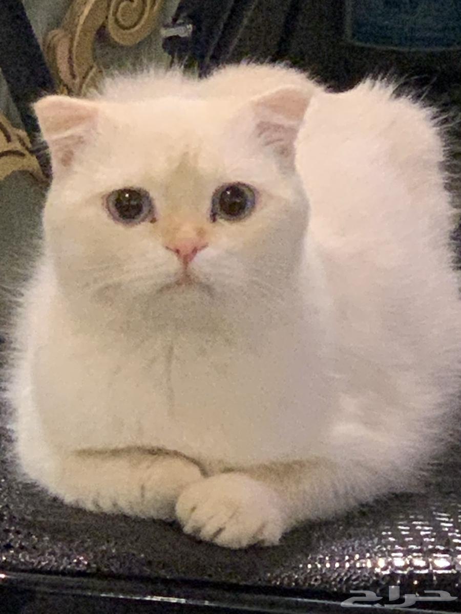 للبيع قطط كتن وكبار سكوتش64368747595649112