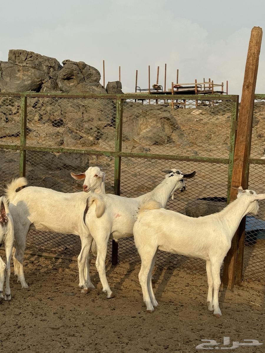 جفار بيشيات ( تم البيع )64373253332995111