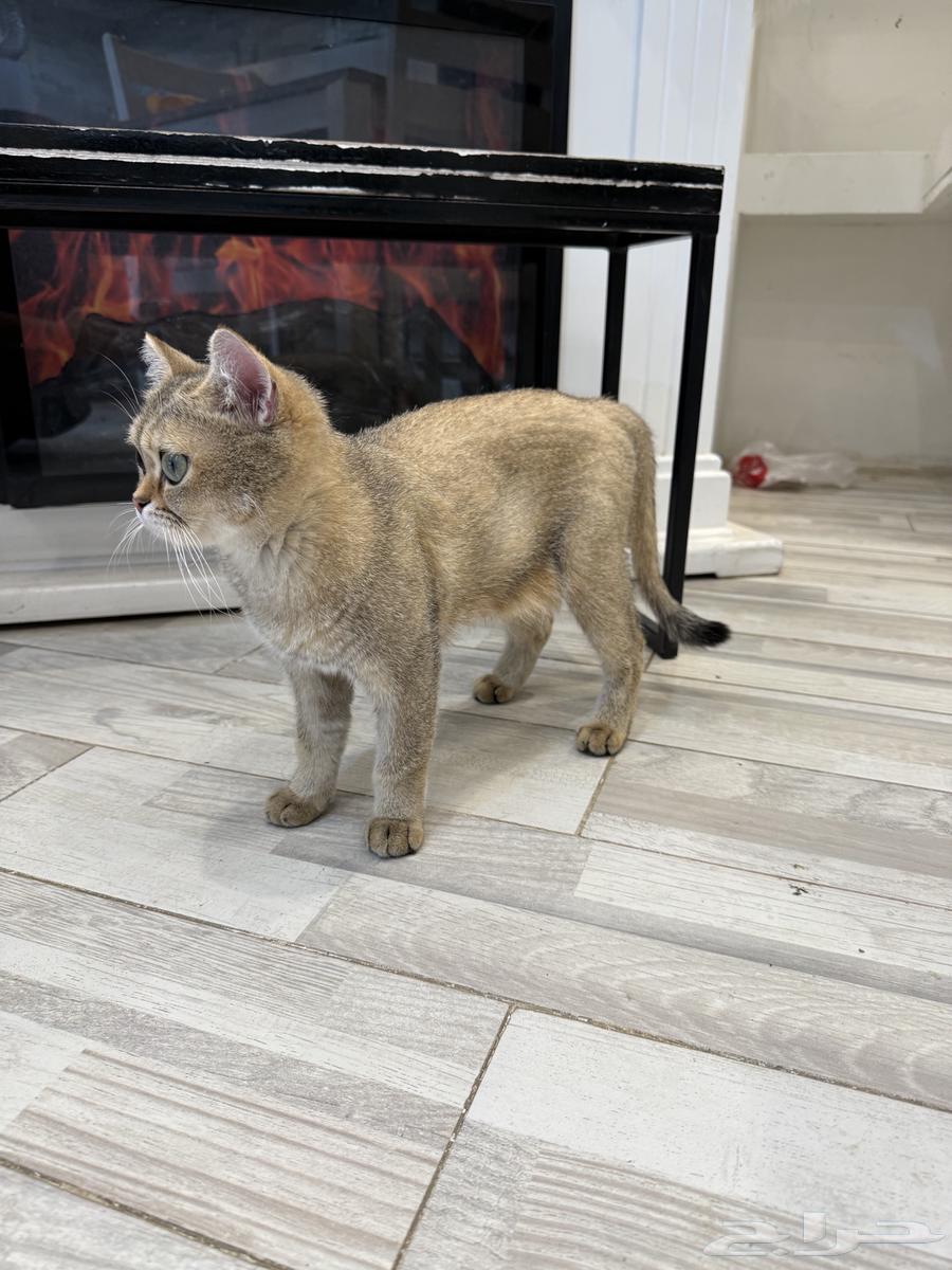 Cats64374097842947114