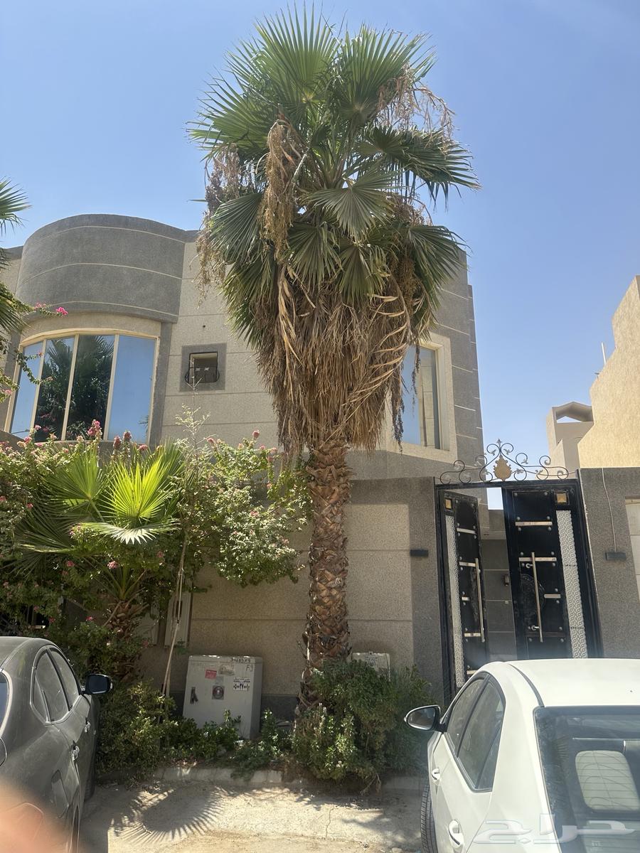 نخل شجر واشنطني64375678605442114