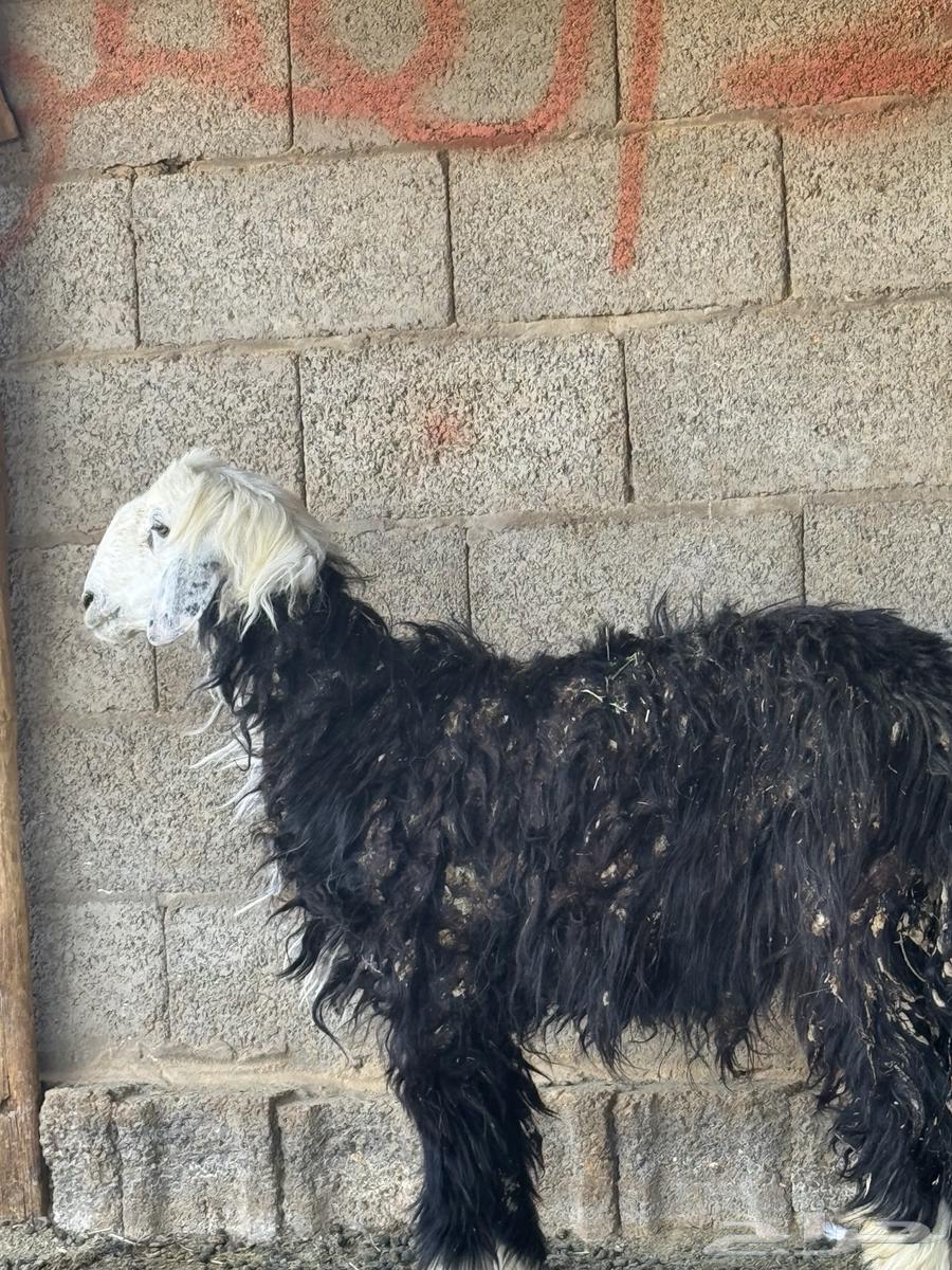 خروف وتيس مخصي للبيع64371016375810113