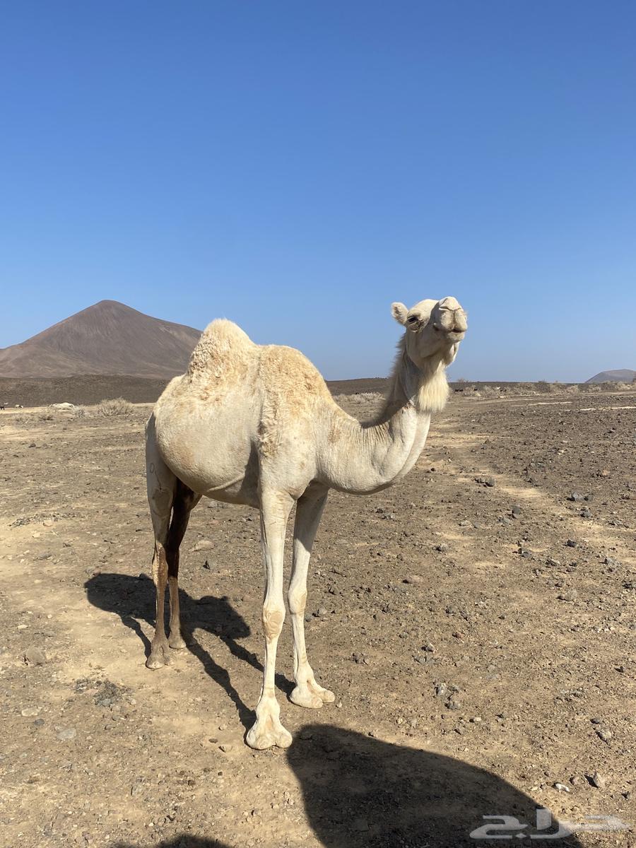 ناقه حايل للبيع نقبل العروض64370115052162111