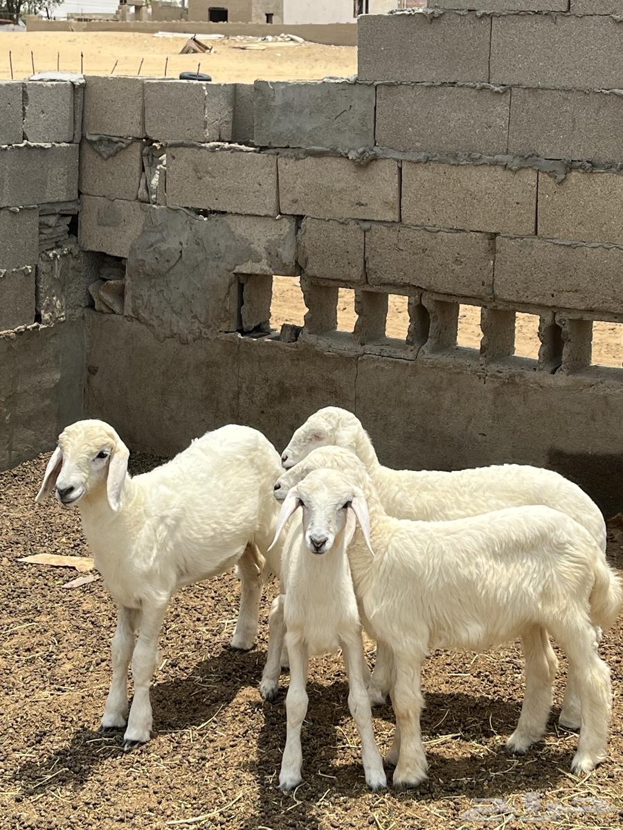 Tali and three palm trees64374053776897110