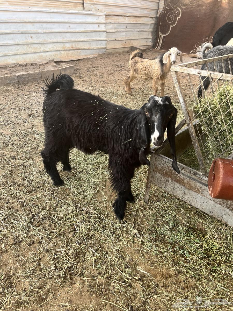 جفره عمرها من خمسه شهور ونص الى سته شهور64375141142659112