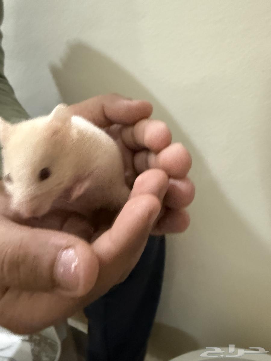 Syrian hamster for 15 SAR each64367055610113113
