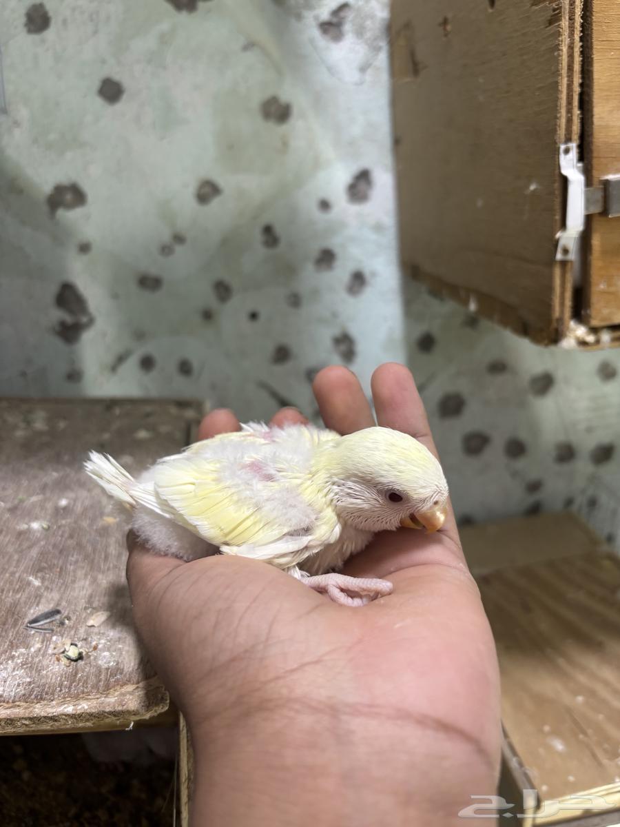 Froukh Al-Roz64364831939713112