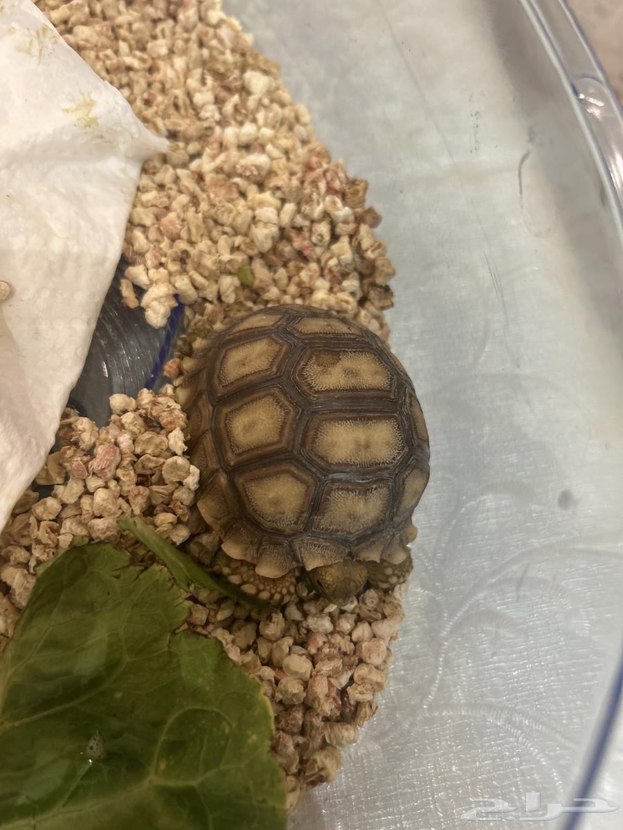 Turtle64369996681857110