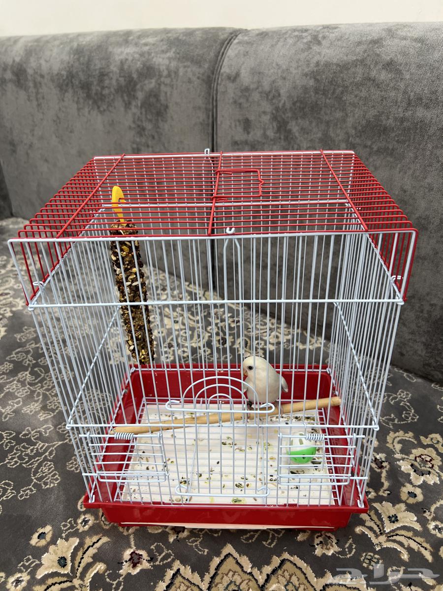 فرخ روز العدد264368441219969113