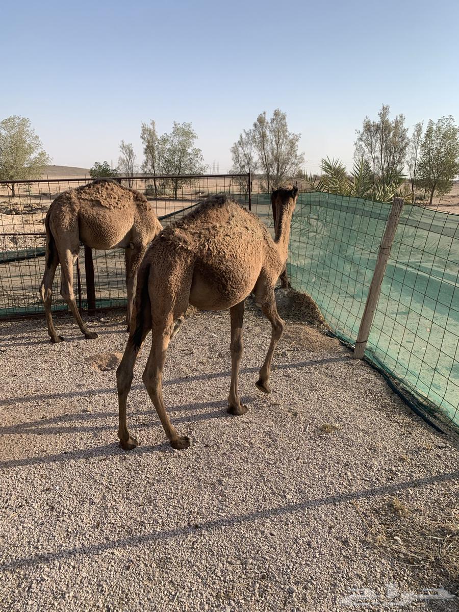 حشو قعود وبكره64365306097666111