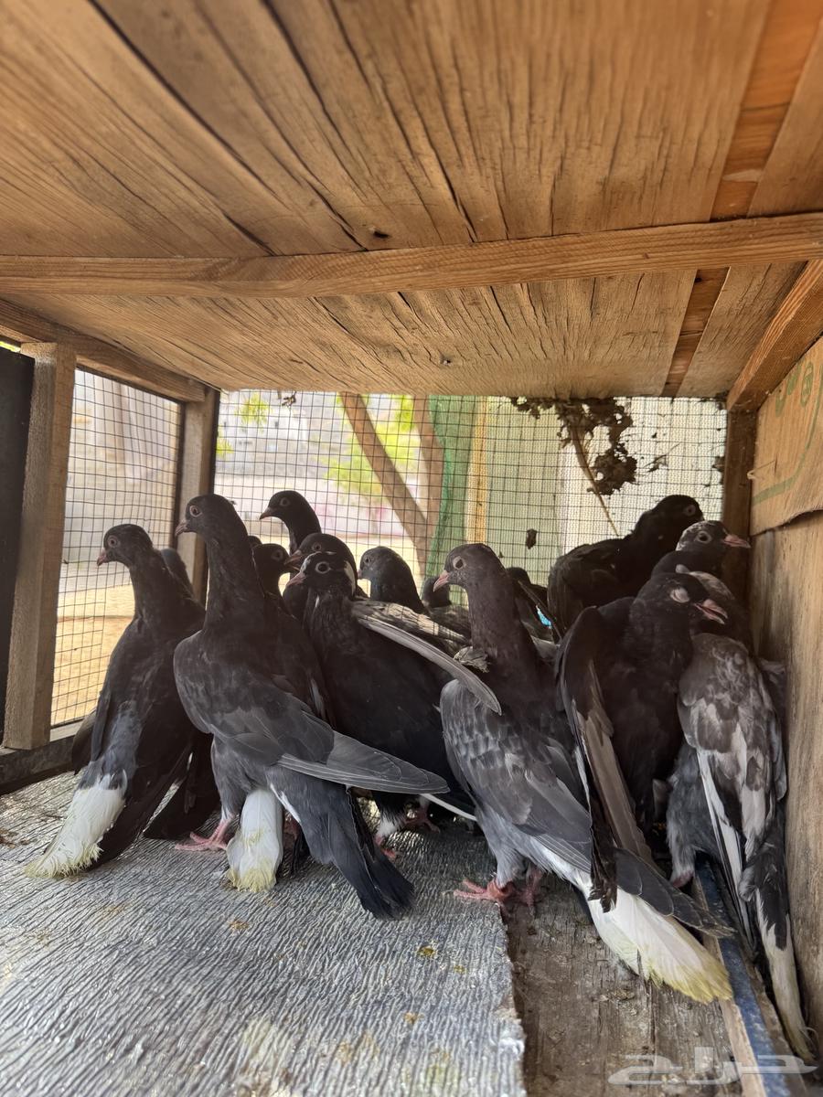 حمام قطيفي64373595497219110