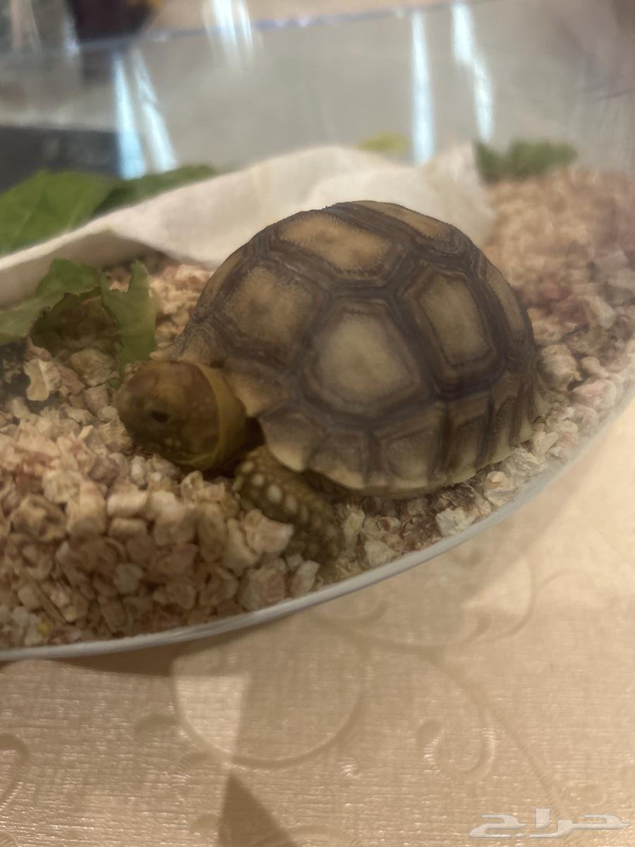 Turtle64369996681857111