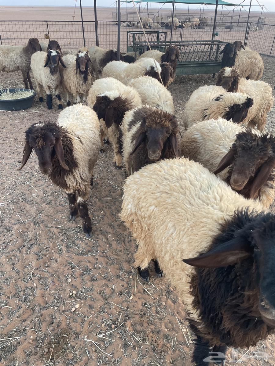 رخال للبيع جذعات64372331298691111