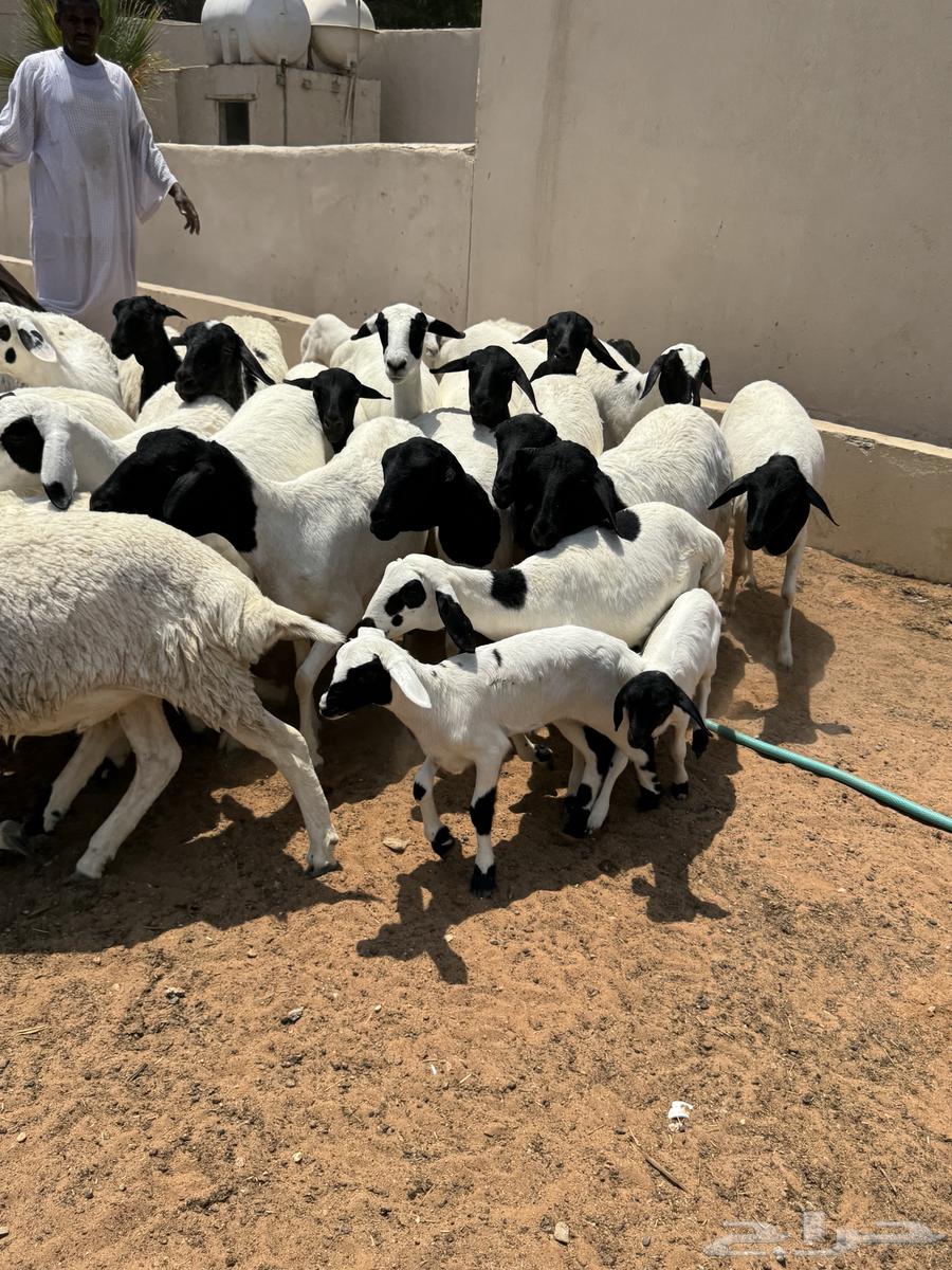 غنم برابر64370280202113111