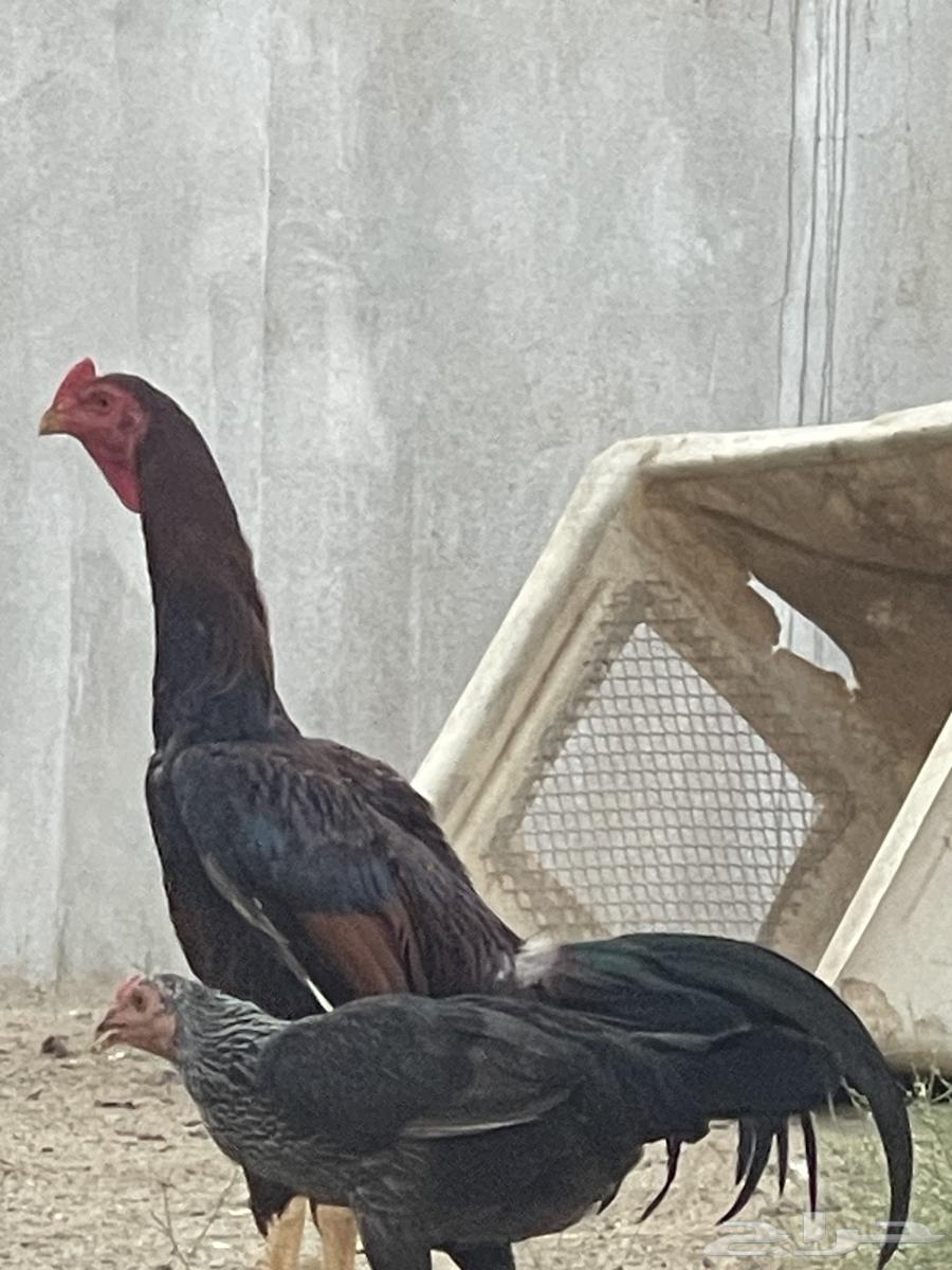 ديك باكستاني صغير ف العمر64372419860353113