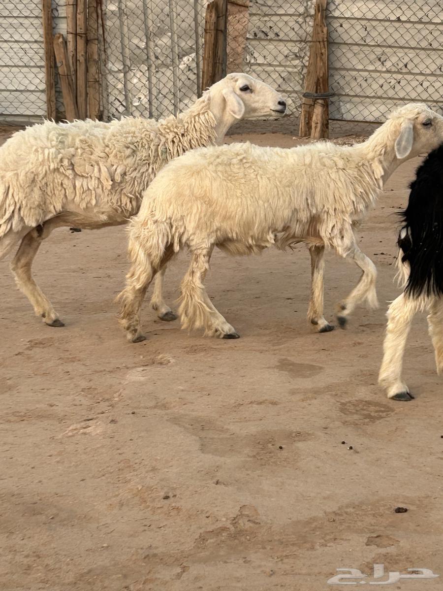 للبيع حيل حريات64373595456769113