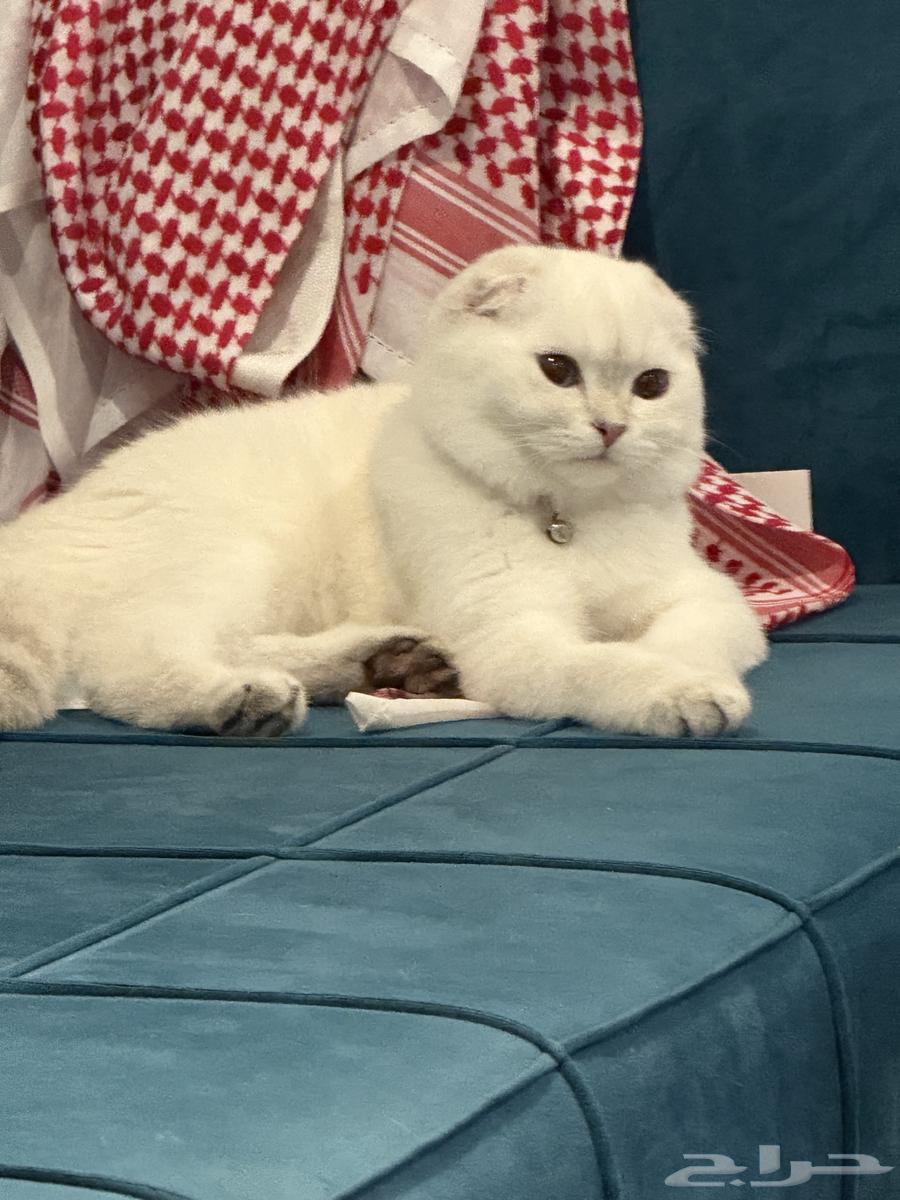 سكوتش تربل فولد للبيع العاااجل بسعر مناسب64374200997507110