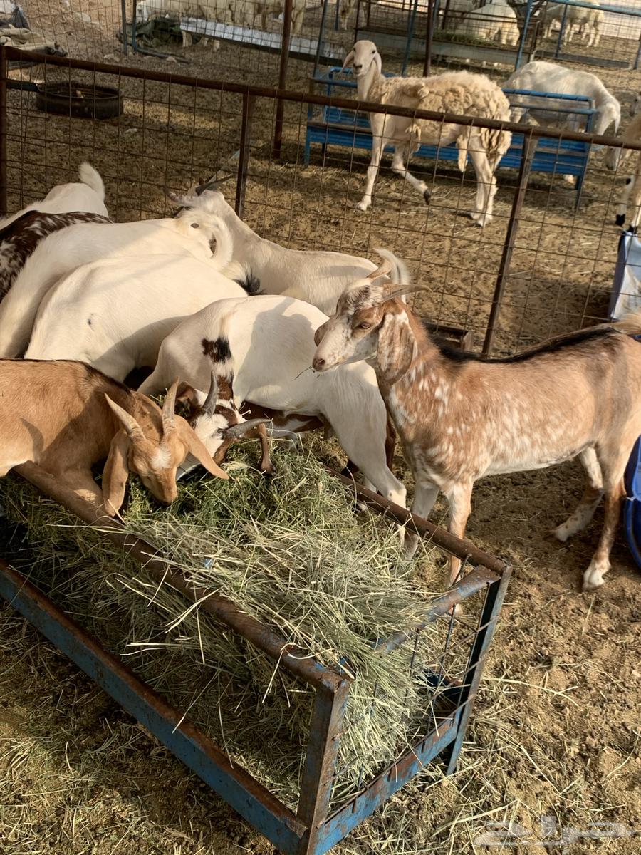 تيوس بلدي64376229818242112