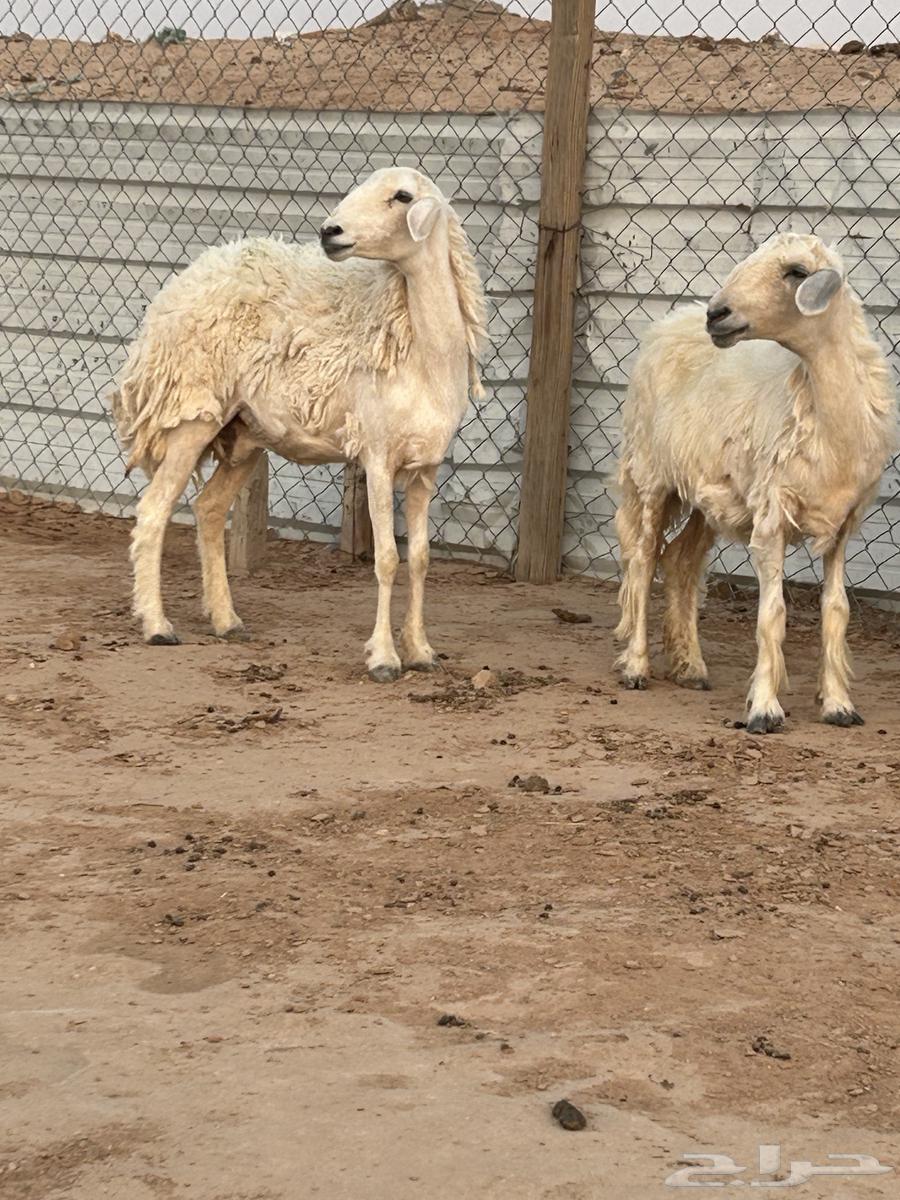 للبيع حيل حريات64373595456769112