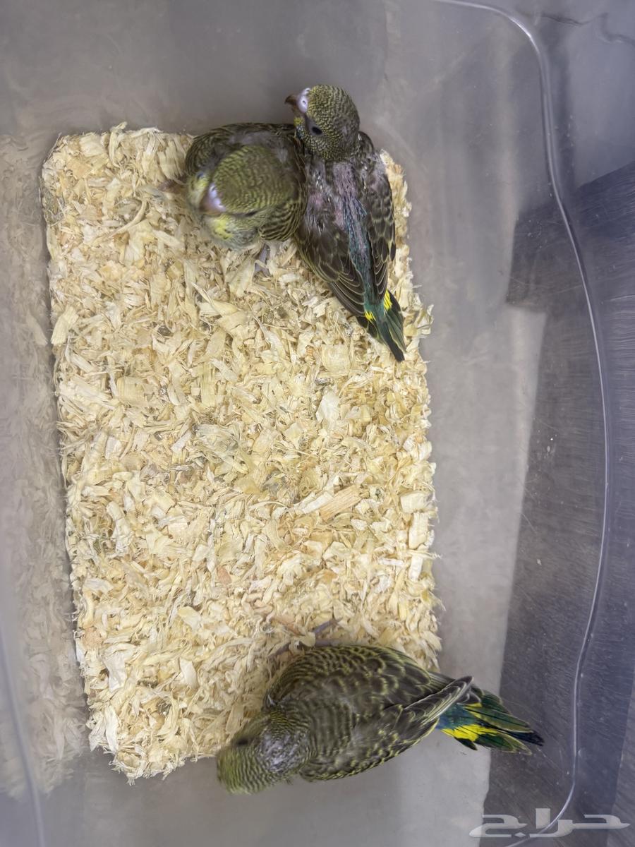 فراخ بادجي للبيع64377078976257112