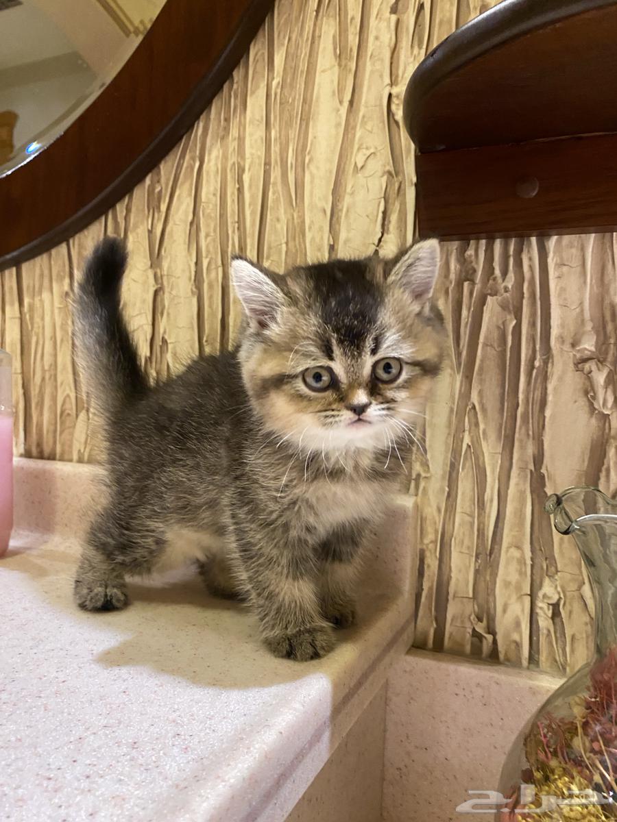 قطه سكوتش للبيع64372229474178110