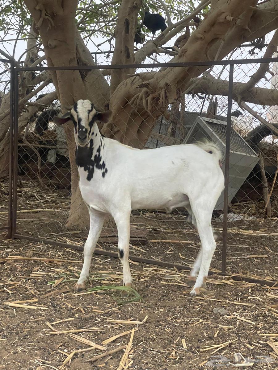 تيس فحل جدع للبيع64365114621314111