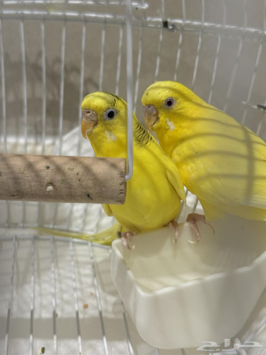 عصافير للبيع64367216673027110