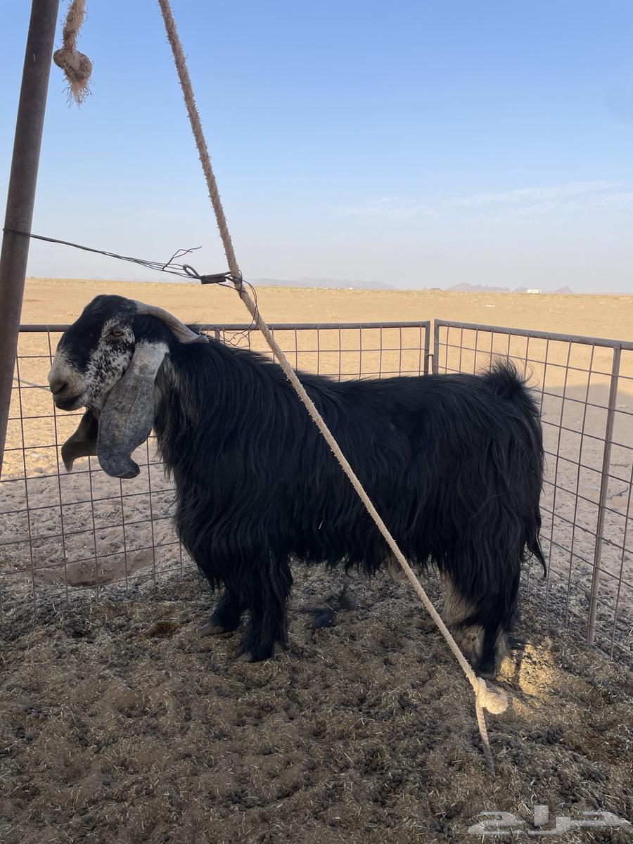 Stud goat64367172889473113