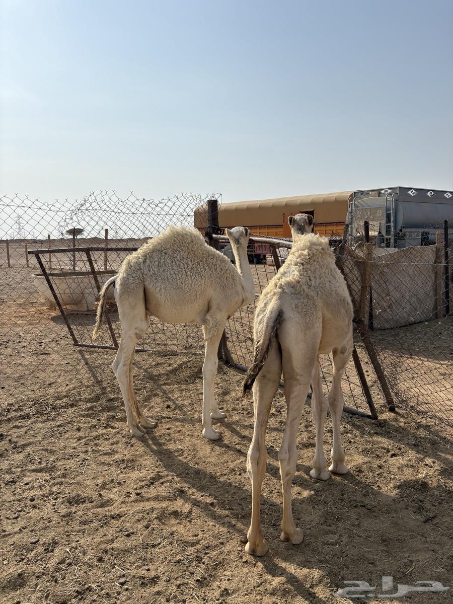 Qa'dan Qasab64369966834562113