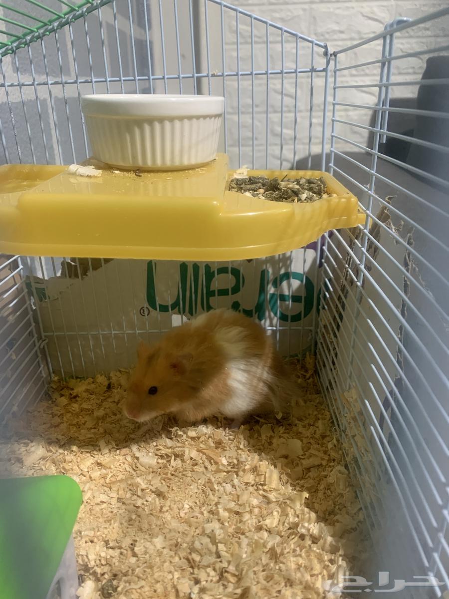 هامستر للبيع أنثى عمر 9 شهور قفص معى الأكل معى القش64374009533186112