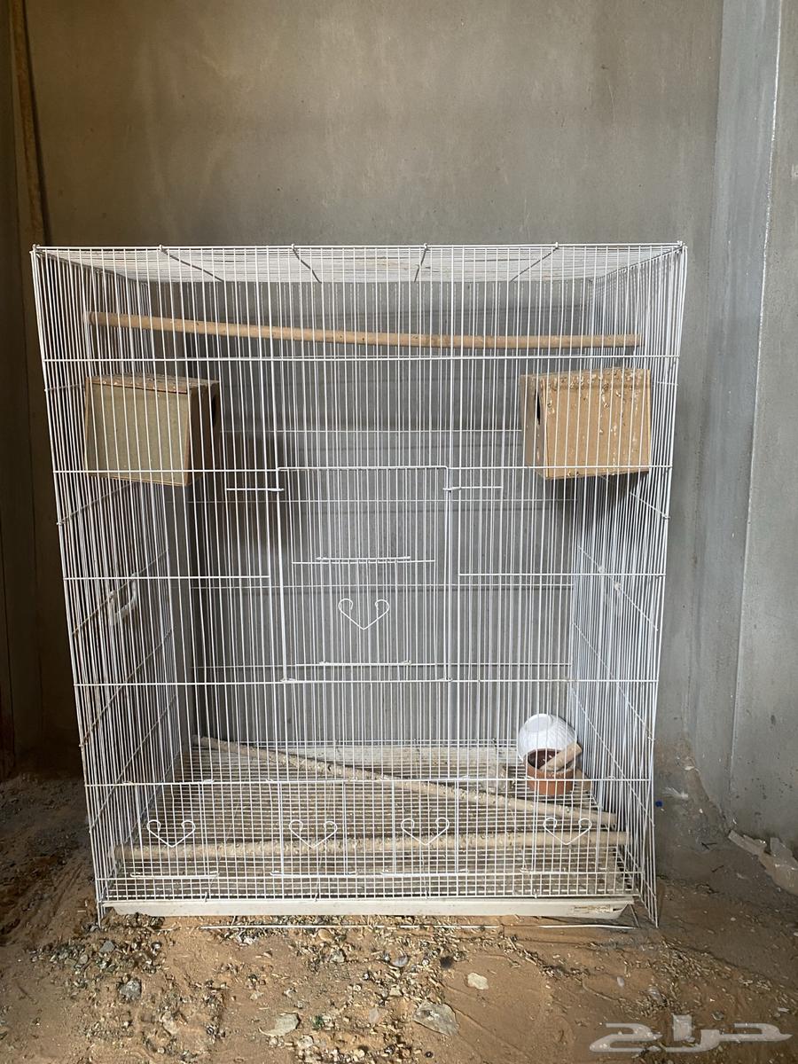 Cages for songbirds and canaries64371803563779111