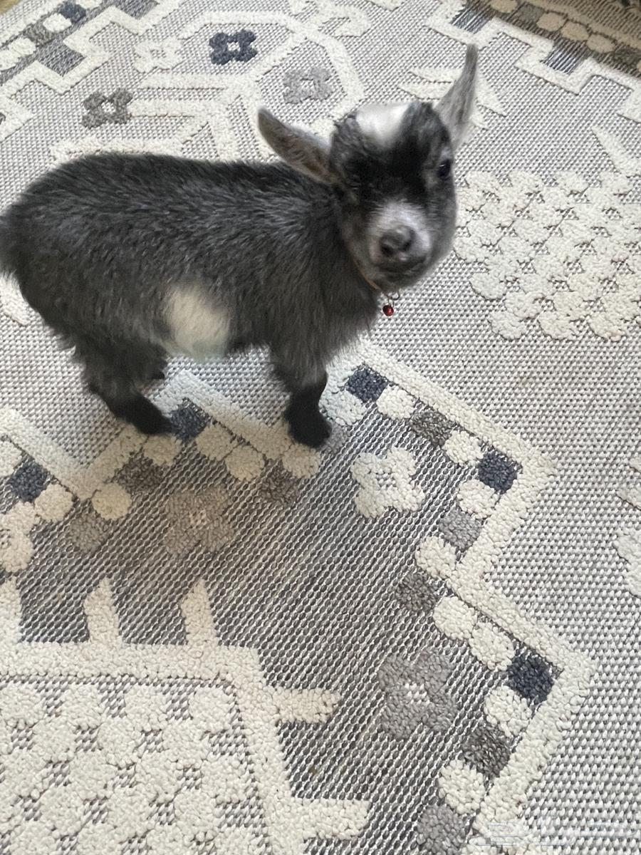 تيس قزم للبيع64371759453569114