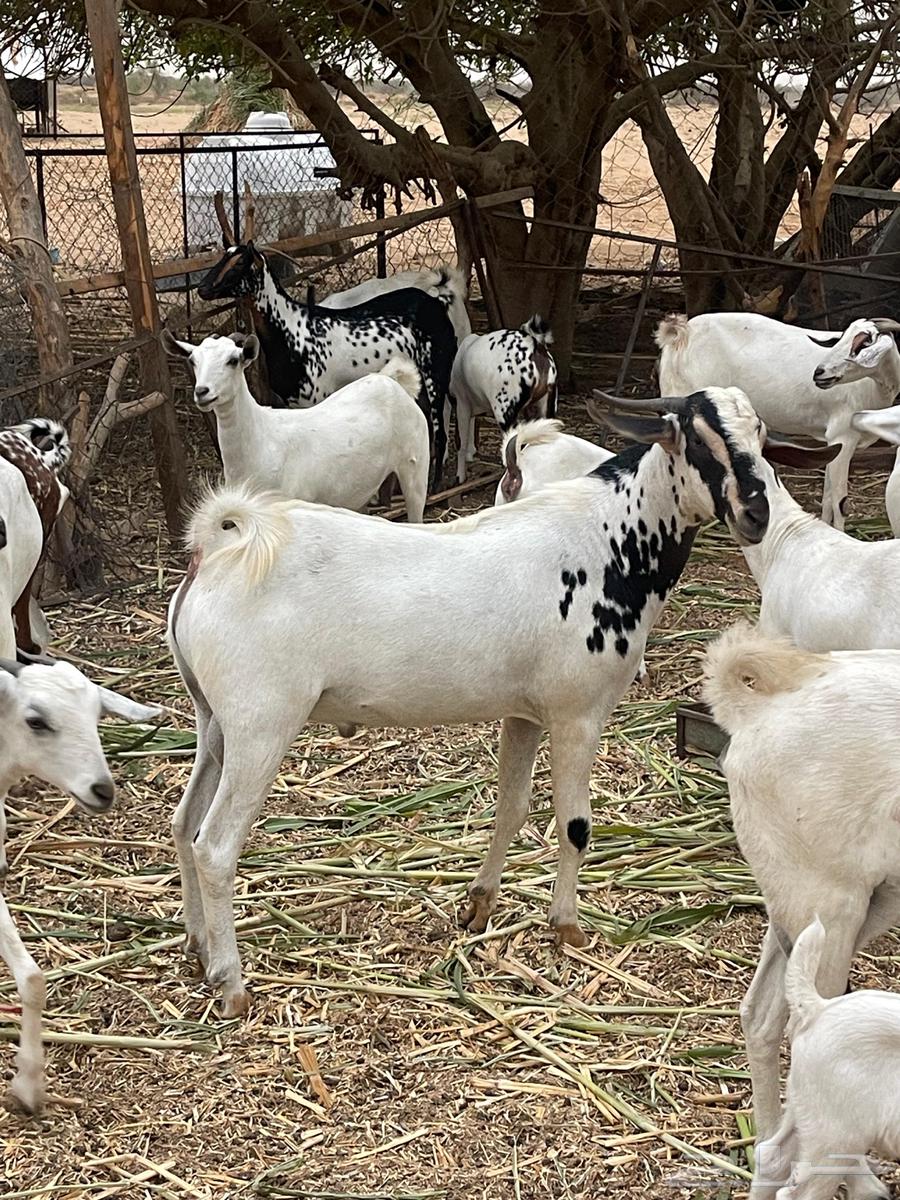 تيس فحل جدع للبيع64365114621314113