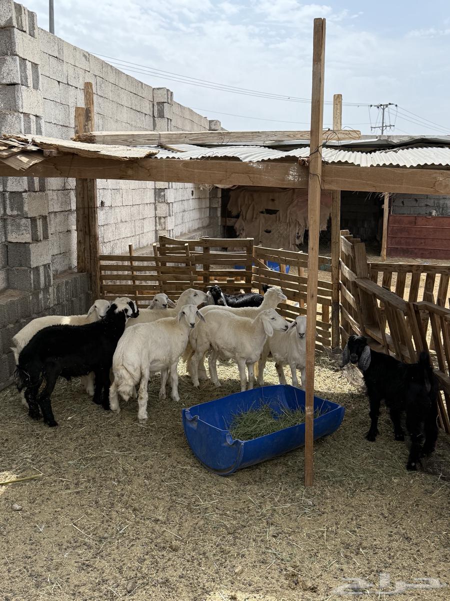 ذبايح طليان وتيوس للبيع64366115684865112