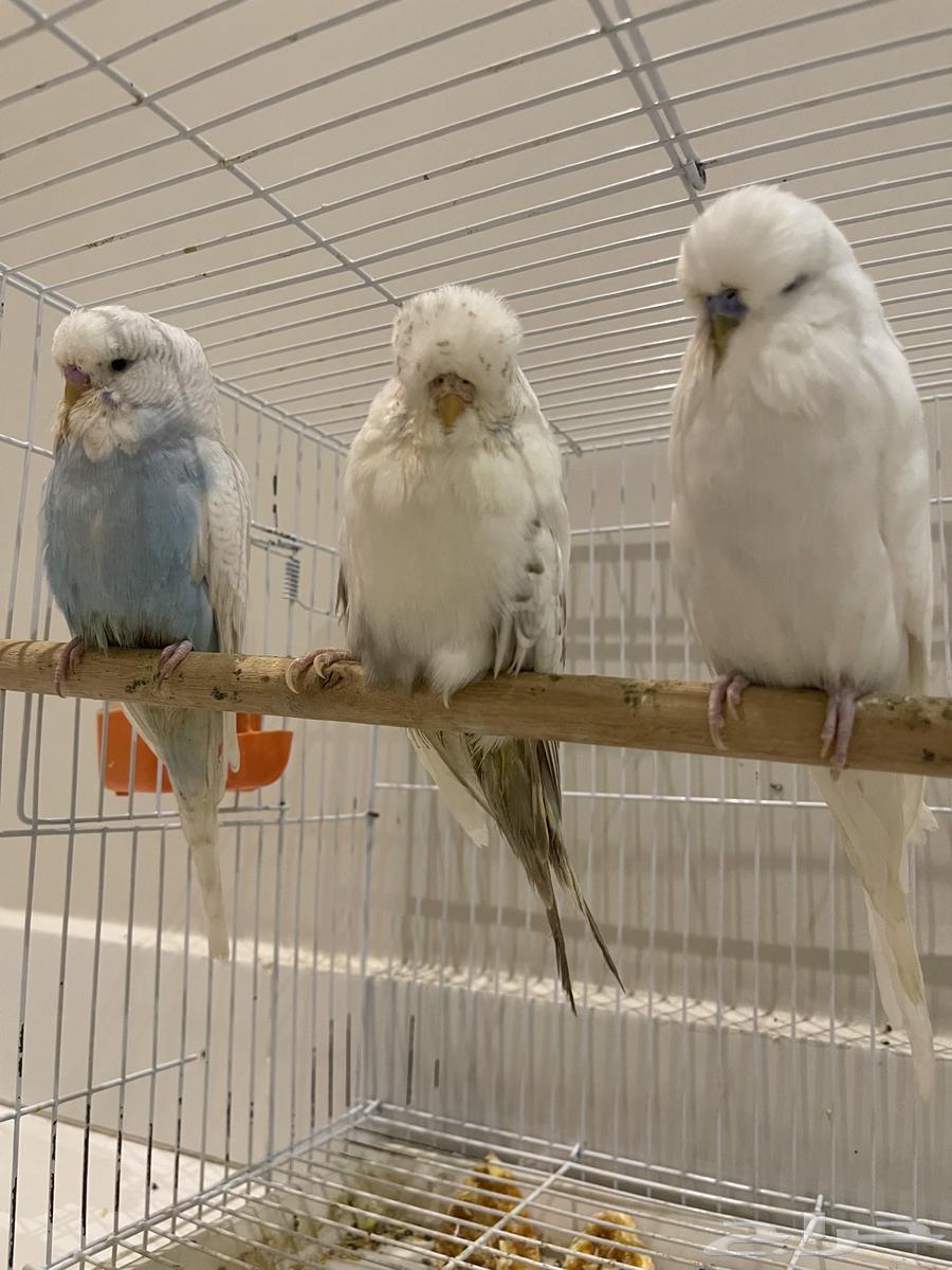 جوز إنجليزي معاه فرخين بعمر ثلاث شهور64364595736066113