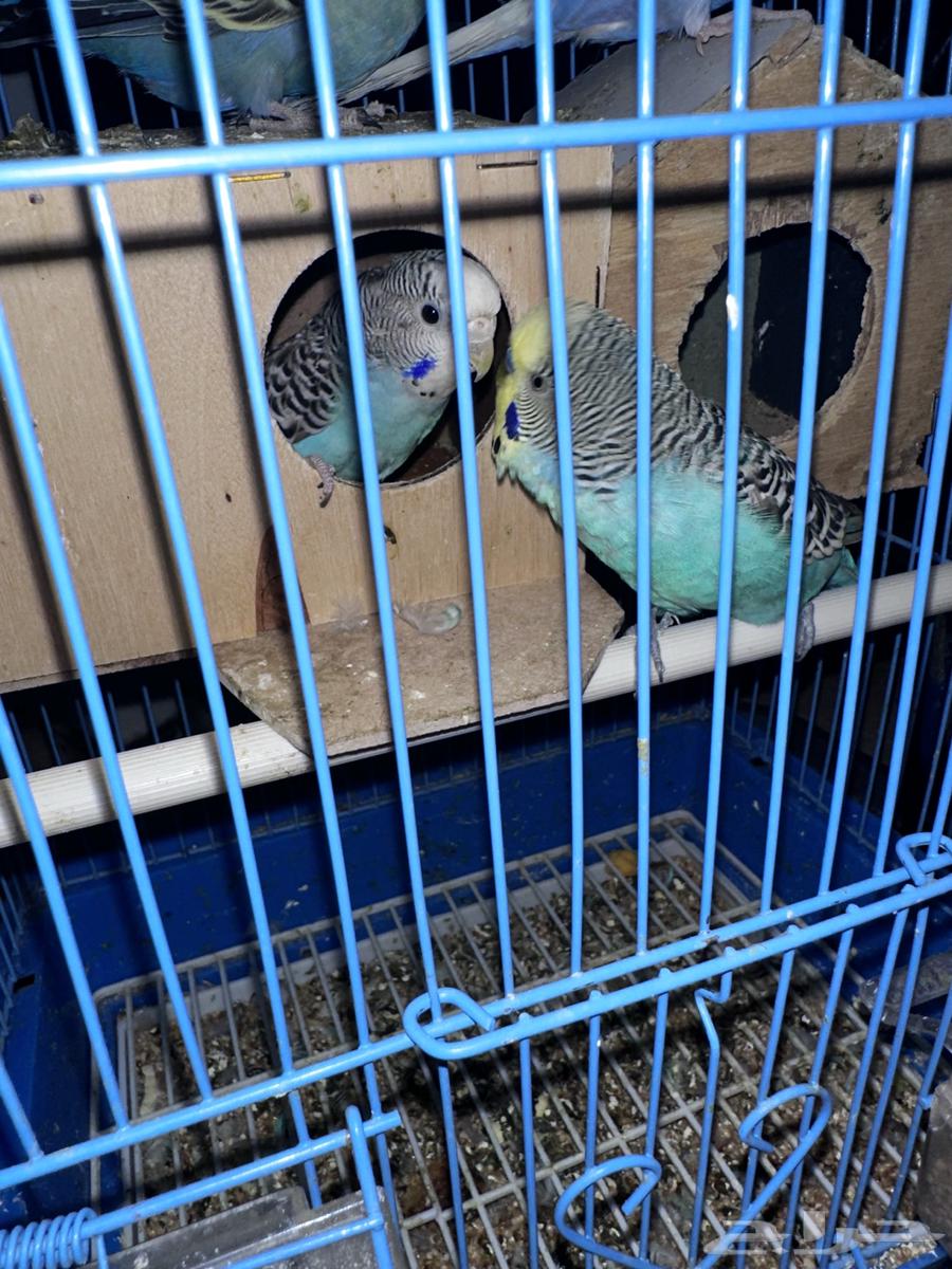 جوزين بادجي طيور الحب64364470534018114