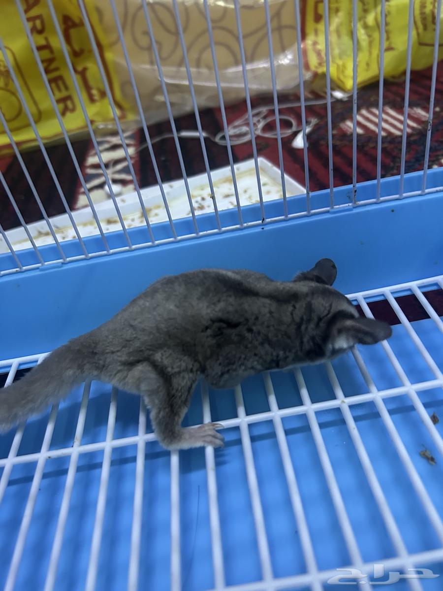 السنجاب الطائر64370047868289111