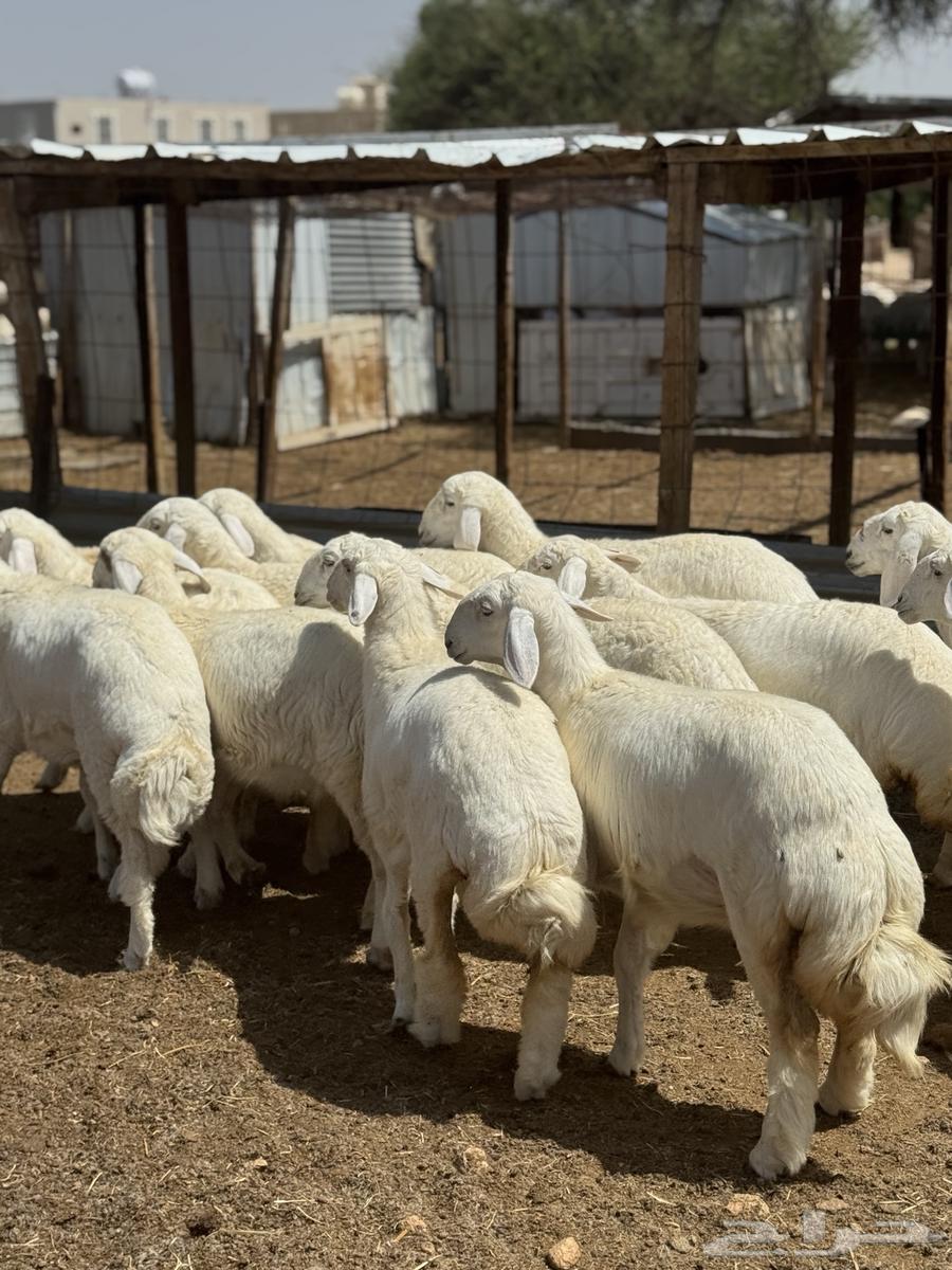 رخال صنف64366834231299111