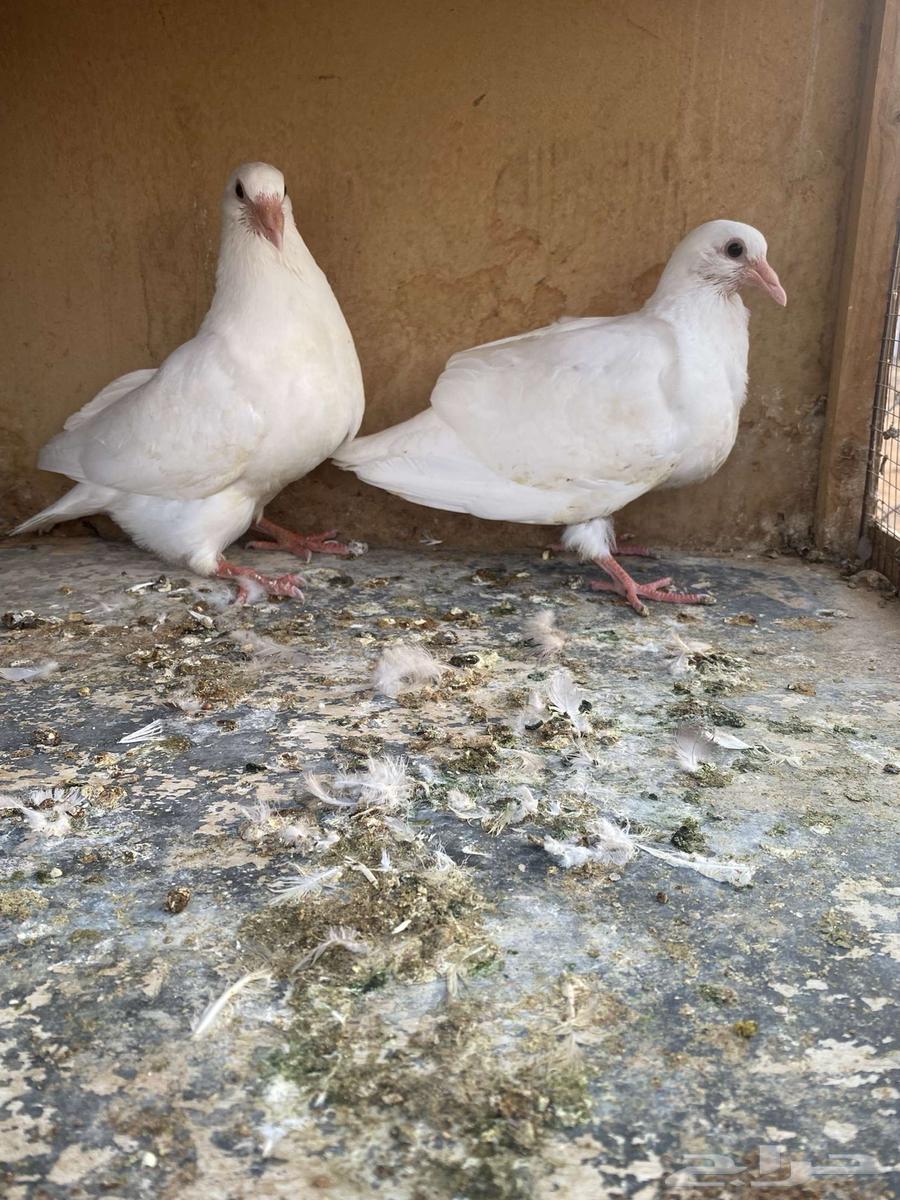 6 ازواج للبيع فروخ فرنسي ملكي وفروخ سلفر64372594223233111